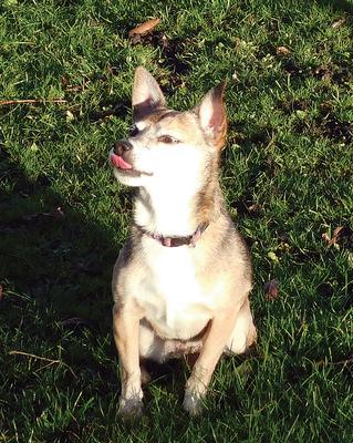 Millie, sticking her tongue out as she wanted a treat.