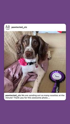 Willow with her rosette from Pawtected Purple walking award with honours 