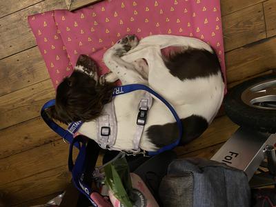 Willow asleep in a settle on her mat whilst in a venue 