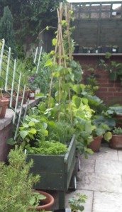 raised beds for accessible gardening